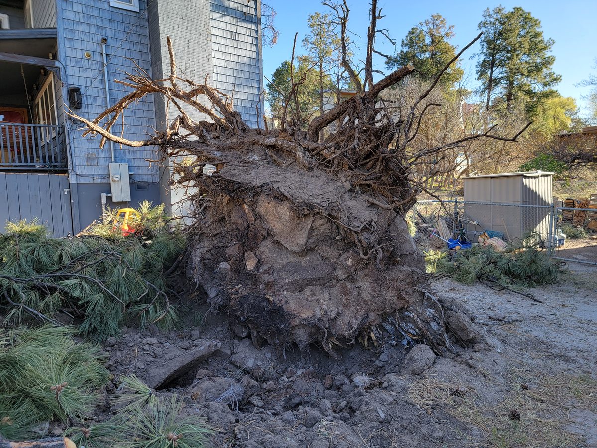 Tree removal