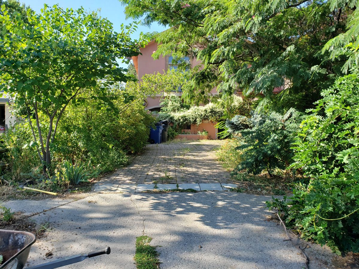 Before - overgrown driveway
