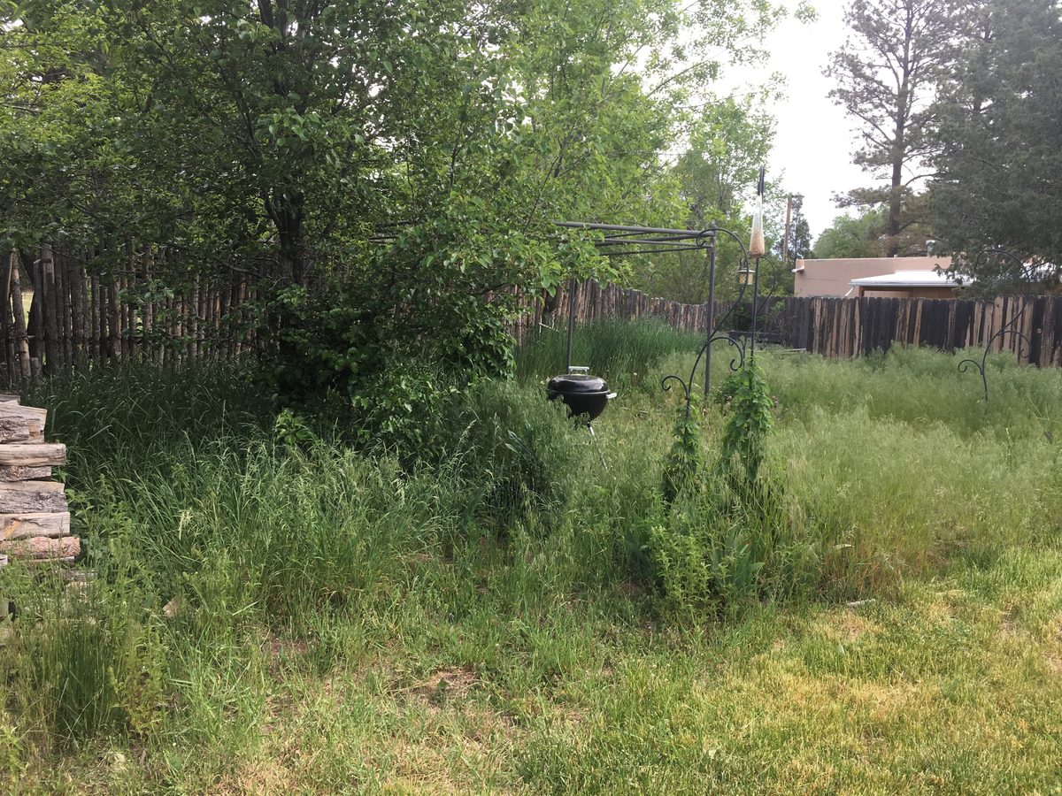 Before - waist-high weeds