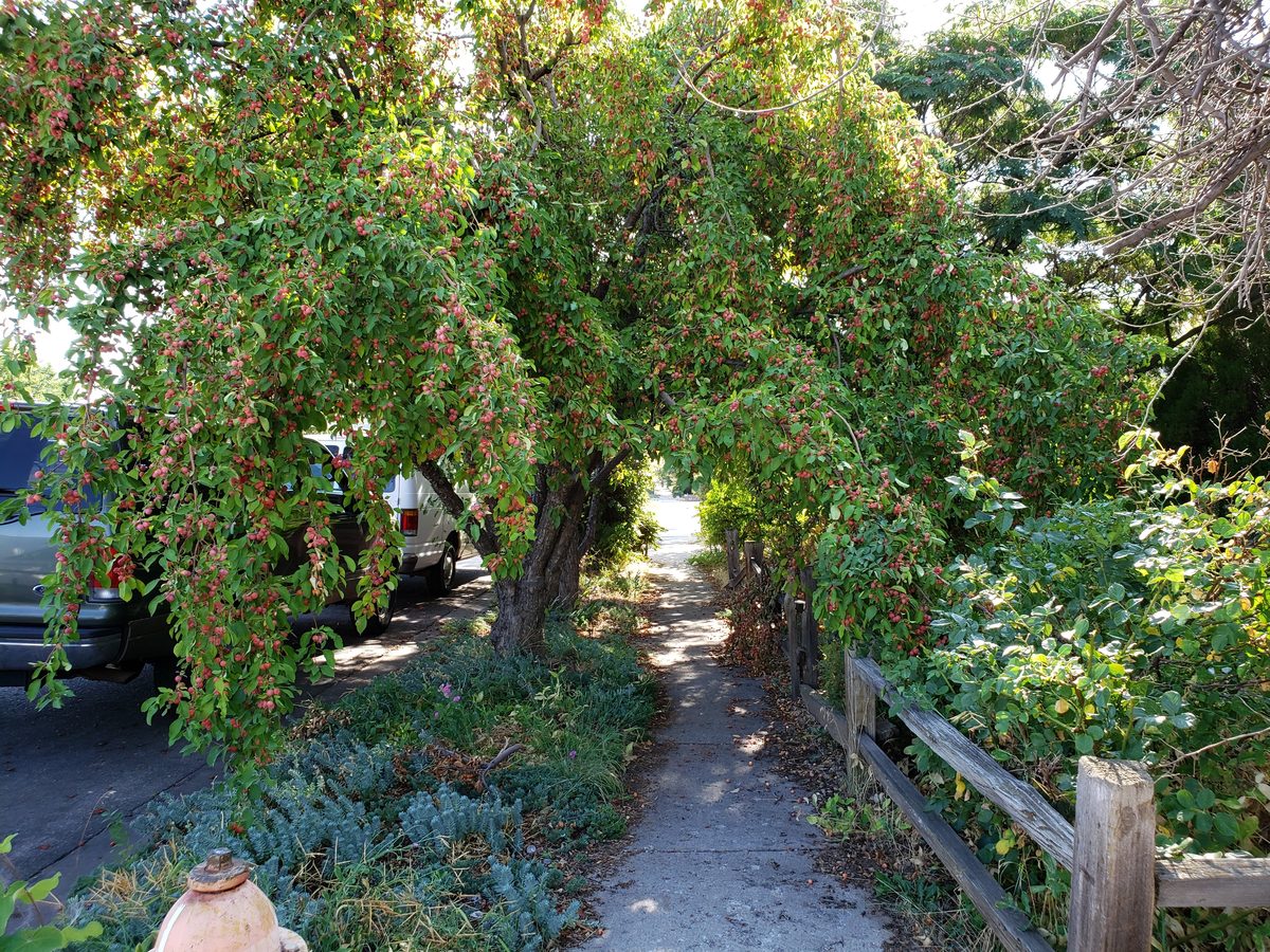 Before - overgrown walkway